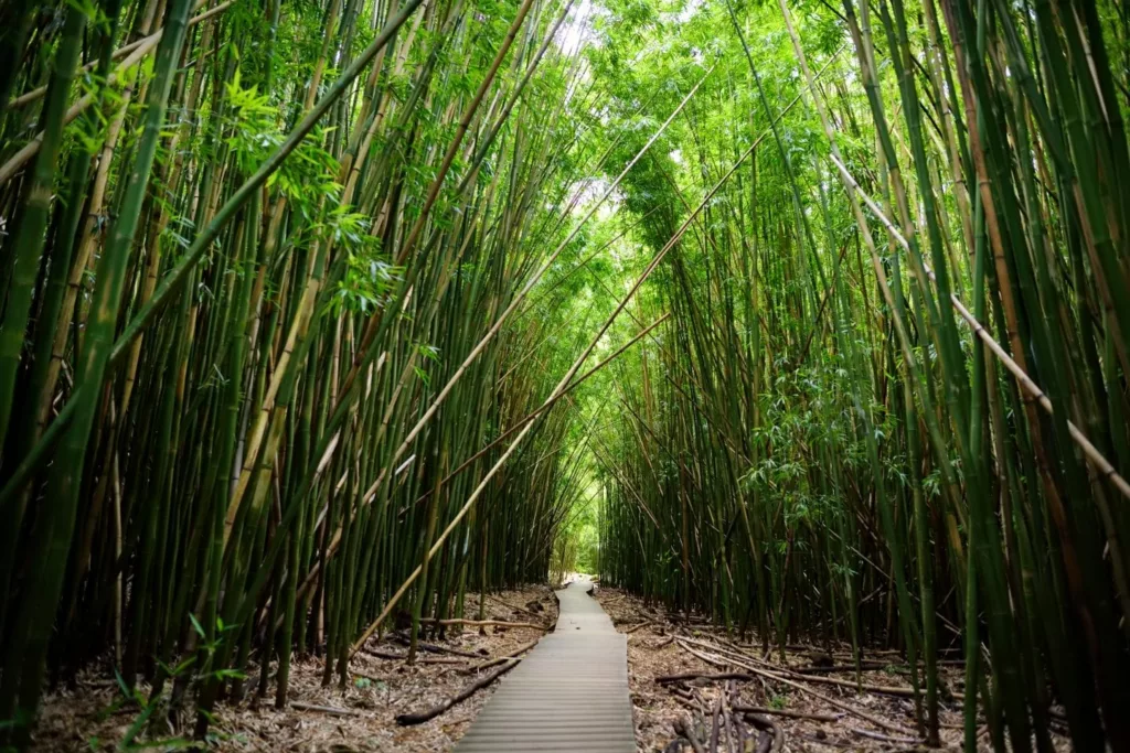 The Pipiwai Trail 1440x960 1 - Maui,hidden gems