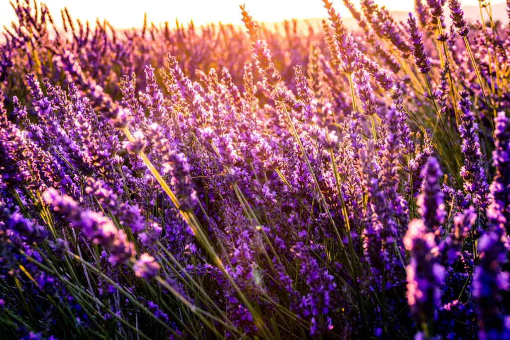 Ali'i Kula Lavender Farm Field