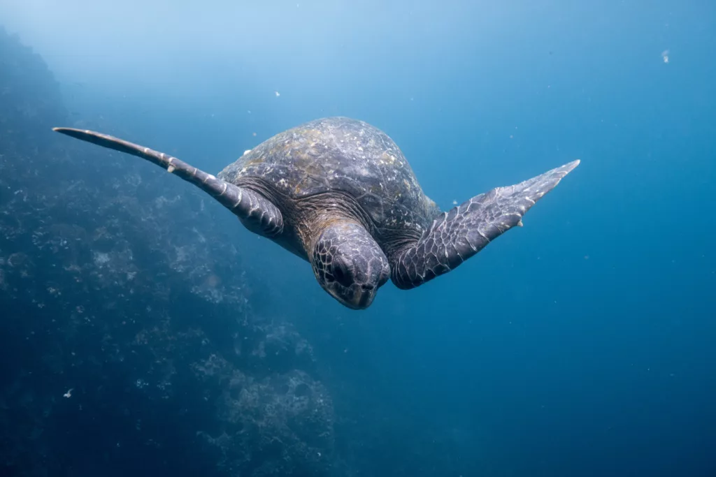 Taken from my trip to the Galapagos islands, this turtle swam right along me as we dove beside the reef.