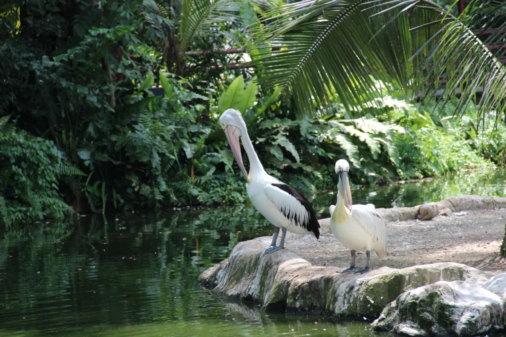 white pelican on brown rock near green trees during daytime stockpack unsplash - Bali and Lombok,Beautiful beaches,Stunning Temples