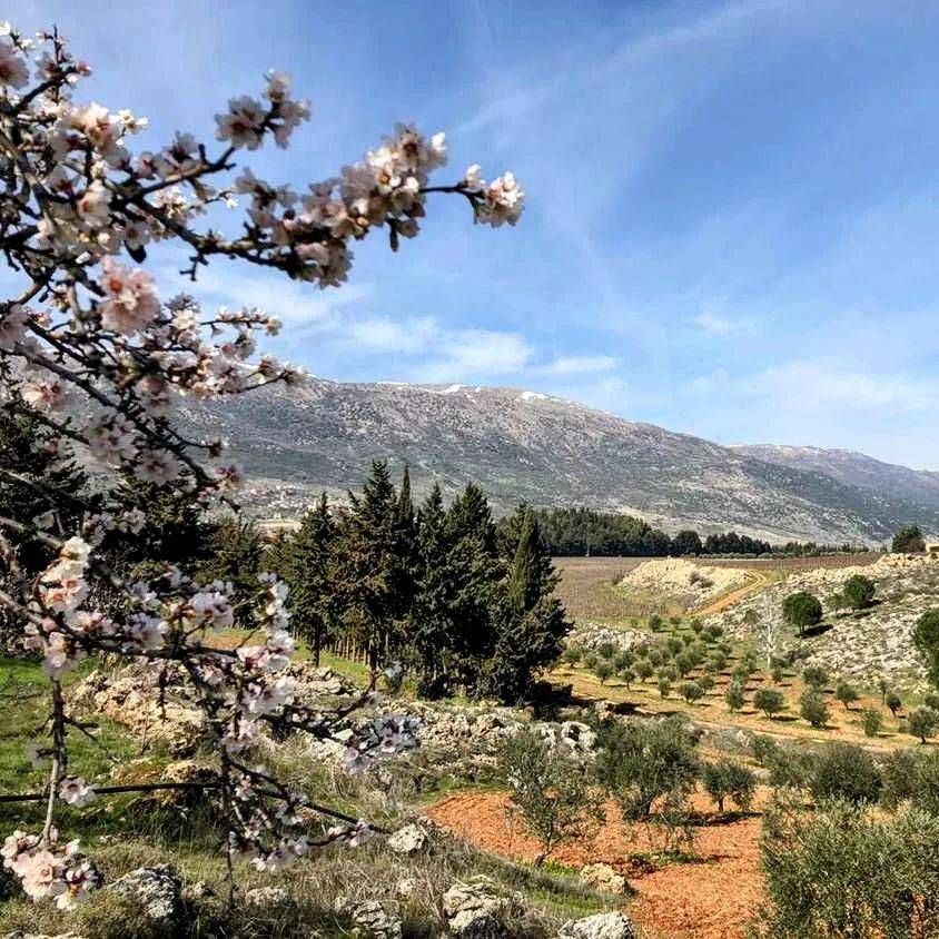 Chateau Kefraya - wineries,lebanon