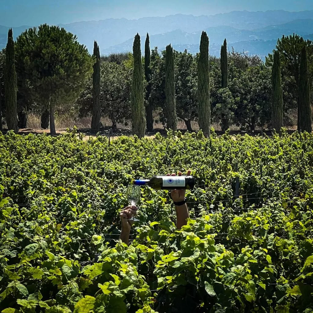 IXSIR Wine - wineries,lebanon