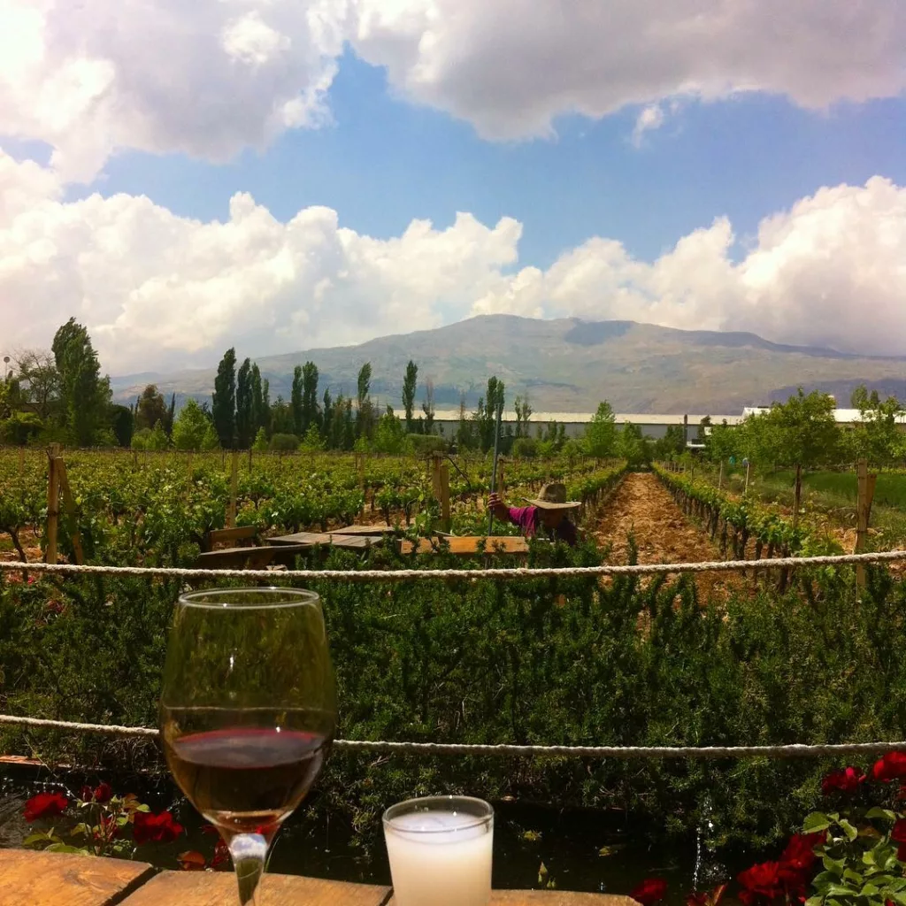 Massaya winery Faqra - wineries,lebanon